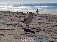 Full Episode - Fullfrontal.life - Outdoor Cum Swallow - Erection At Nude Beach Thumb