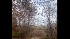 Walk in forest Part 1 Thumb