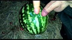 I found a WATERMELON in the forest and fucked it with two members / Male orgasm / Russian dirty talk / Dildo Thumb